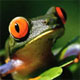 Wide-eyed Frog