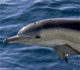 Flipper