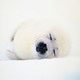 Tired Seal