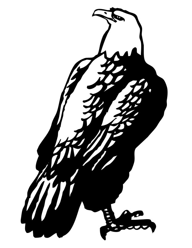 a bald eagle