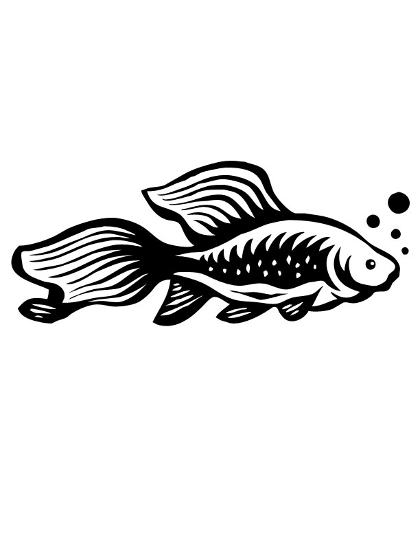 a goldfish