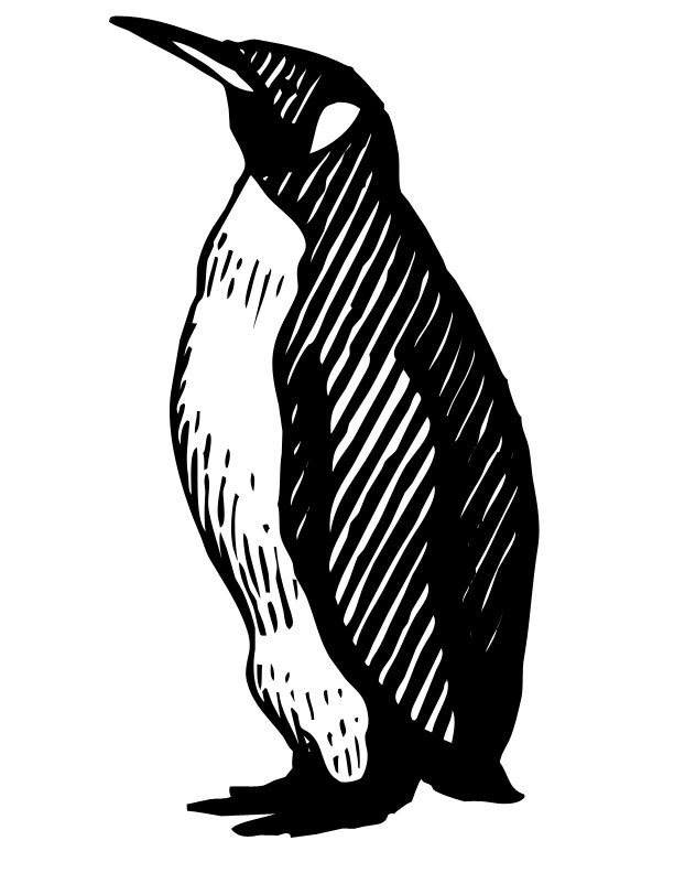 a penguin