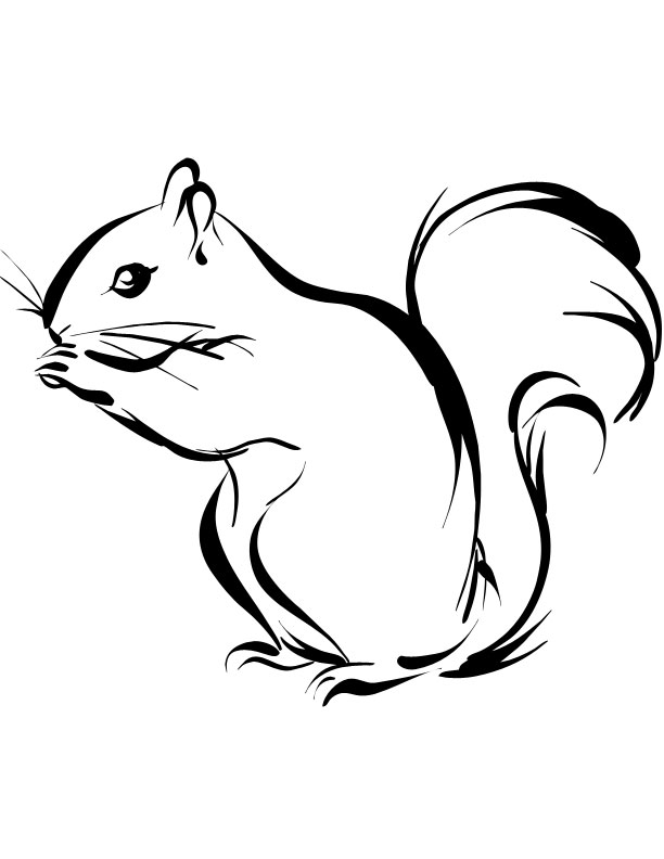 a squirrel