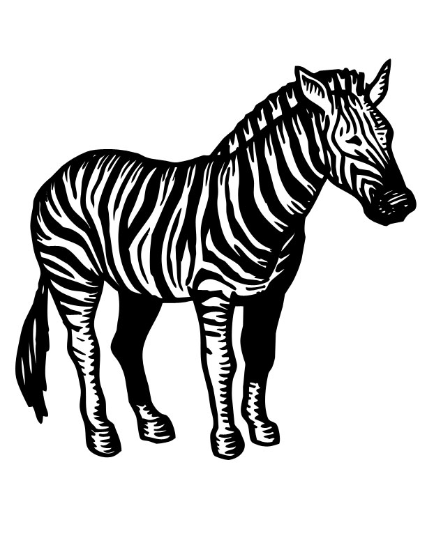 a zebra