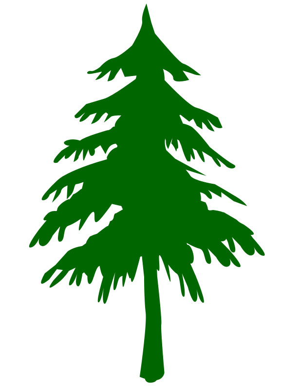 a pine tree