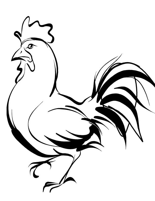 a rooster