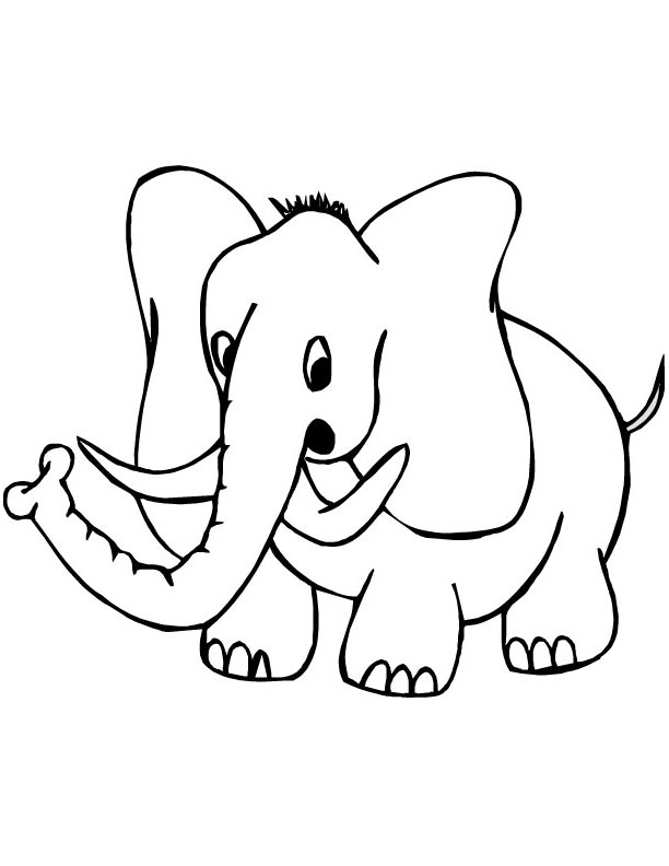 an elephant