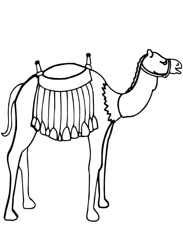 a camel
