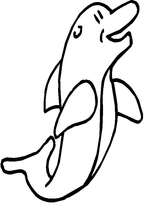 a dolphin